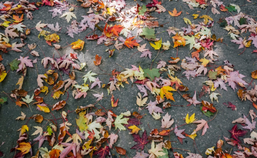 Tendenze di ottobre: la palette per l’autunno